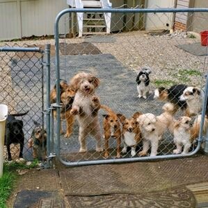 JodeeJeans ODD listing for shows